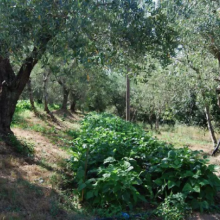 Tenuta Il Pino * 카파놀리