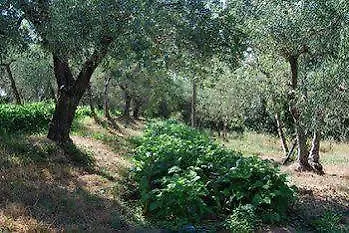 Tenuta Il Pino Farm stay *